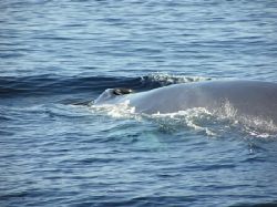 fin whale - Azores islands by David Abecasis 